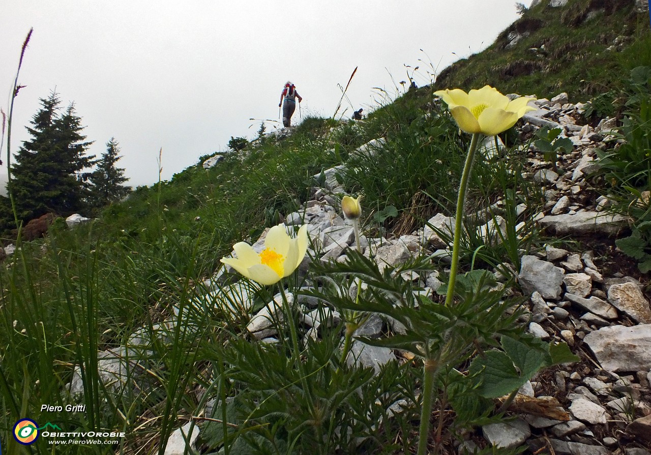 31 Pulsatilla alpina sulfurea.JPG